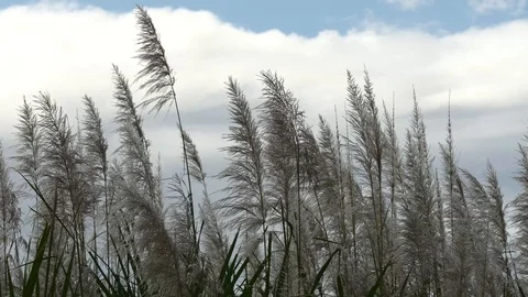 Sugar cane wide Stock Footage 126879506