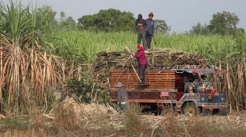 Sugar cane workers in Thailand Video stock 60649016