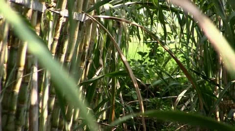 Sugar cane (zoom out) 스톡 동영상 20528646