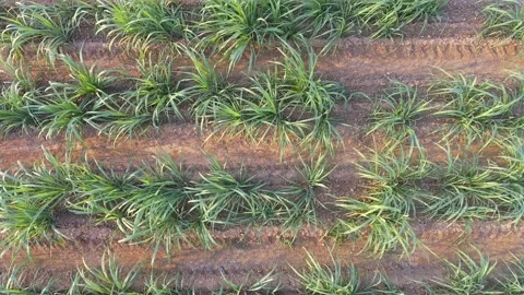 Sugar field top view Stock Footage 148654584