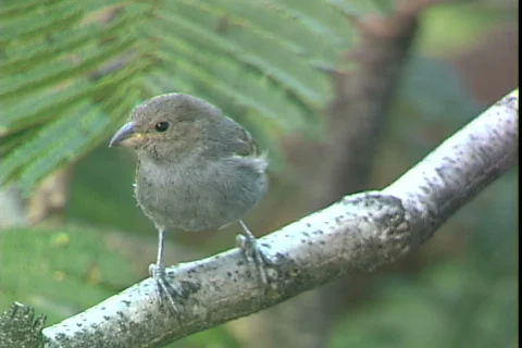 Sugar Finch Stock-Footage 820531