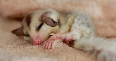 Sugar glider-1 Video stock 204989324
