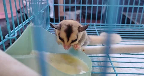 Sugar glider in blue cage eating Video stock 297062231