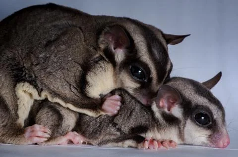 Sugar glider couple Stock Photos
