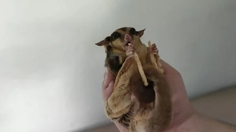 Sugar Glider Eats Fish Snack Treat in Hand Video stock 251668636