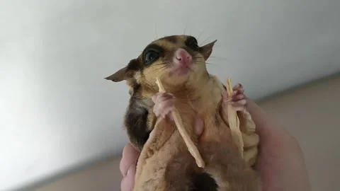 Sugar Glider Eats Fish Snack Treat in Hand Video stock 251668912