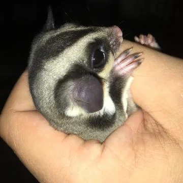 Sugar glider in hand Stock Photos