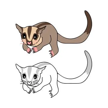 Sugar Glider Stock Illustration