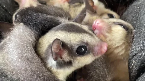 Sugar glider (Petaurus breviceps) is an animal that can glide Stock Footage 288992829