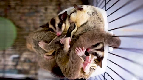 Sugar Glider ( Petaurus breviceps ) sleep together Stock Footage 157705385