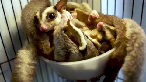 Sugar Glider ( Petaurus breviceps ) sleep together Stock Footage 157706087