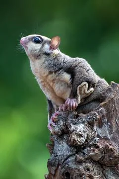 Sugar glider ( Petaurus breviceps ) on a tree branch Stock Photos