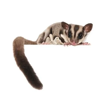 Sugar glider Stock Photos