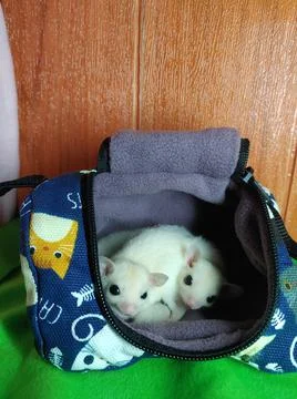 Sugar glider Stock Photos