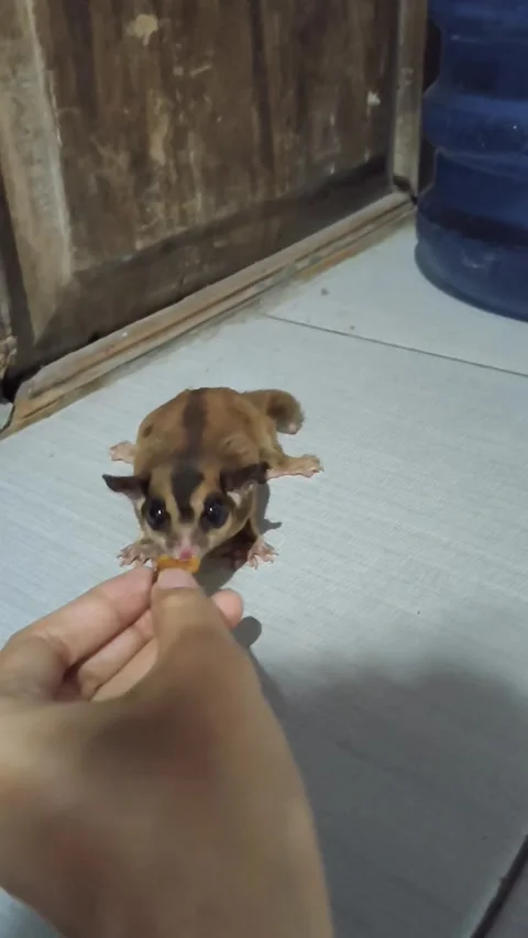 Sugar glider pulling body backward while biting food part 3 Stock Footage 341597399