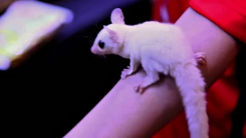 The sugar glider is walking on the hand with its blue eyes Stock Footage 300445326
