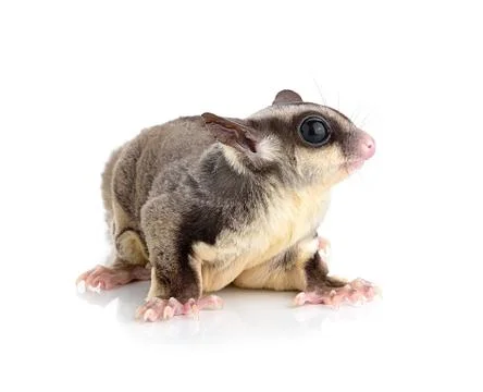 Sugar Glider on white background Stock Photos
