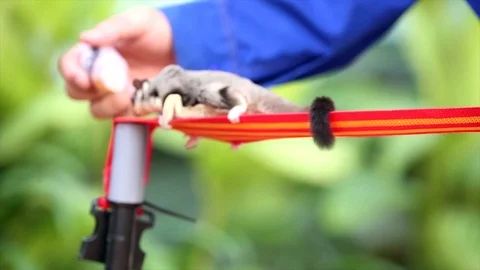Sugar gliders are racing on a rope Stock Footage