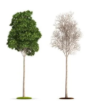 Sugar gum tree. Stock Illustration