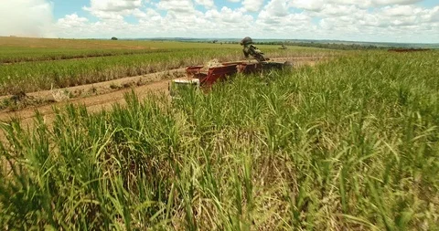 Sugar kane Harvest Video stock 85802192