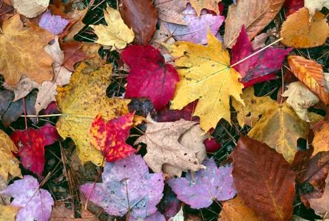 Sugar maple and apsen leafs, indian summer, fall colurs, algonquin provincial Foto stock