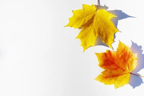 Sugar Maple and Red Maple leaves in fall color Stock Photos