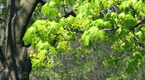 Sugar Maple Blooms blown by a breeze. Stock Footage 49882003
