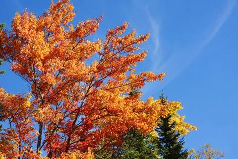 Sugar maple during fall Stock Photos