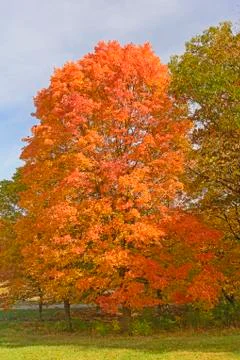 Sugar Maple in Fall Colors Stockfoto's