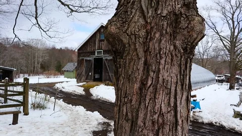 Sugar Maple Video stock 87488852