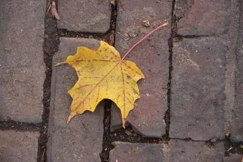 Sugar maple leaf brick street during fall Stock Photos