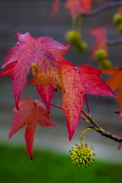 Sugar maple leafs Stock Photos