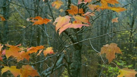 Sugar Maple Leaves Copper Falls Wisconsin Stock Footage 232292656