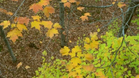 Sugar Maple leaves on trees in Copper Falls SP Wisconsin Stock Footage 232292414