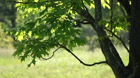 Sugar Maple Leaves in the Wind Video stock 53968135