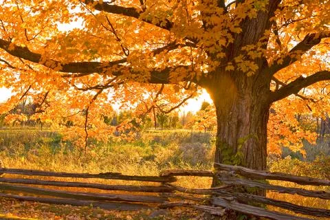 Sugar Maple Stock Photos