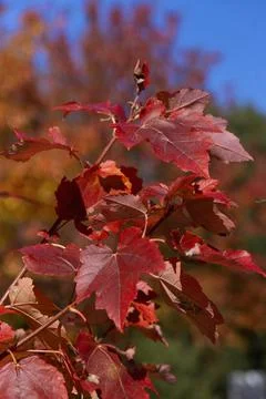 Sugar Maple Red Leaves Foto stock