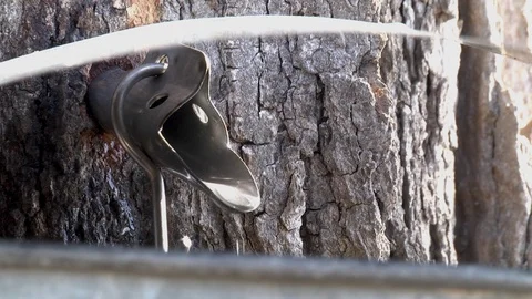 Sugar Maple tree being tapped for Maple syrup, E USA Stock Footage
