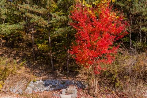 Sugar maple tree on hillside Stock Photos