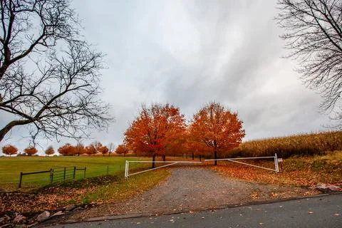 Sugar maple trees lined next to a cornfield Stock Photos
