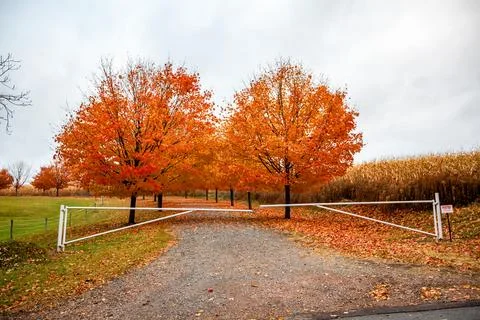 Sugar maple trees lined next to a cornfield Stock Photos