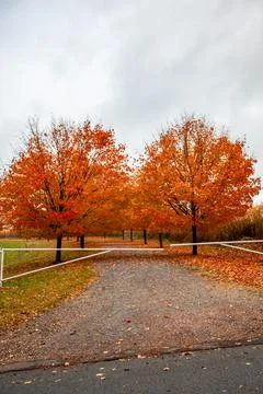 Sugar maple trees lined next to a cornfield Stock Photos