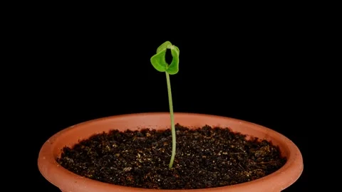 Sugar melon plant growing time lapse Stock Footage 292613984
