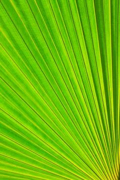 Sugar palm leaf Stock Photos