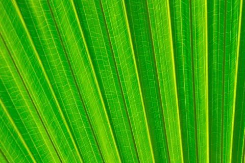 Sugar palm leaf Stock Photos