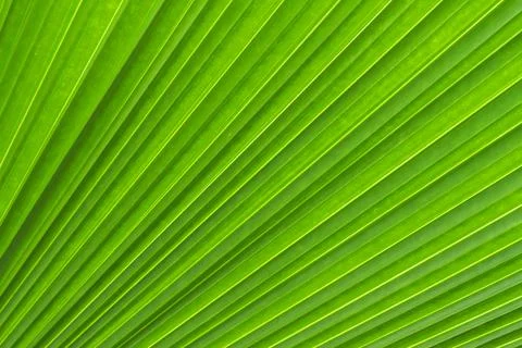Sugar palm leaf texture, abstract background Stock Photos