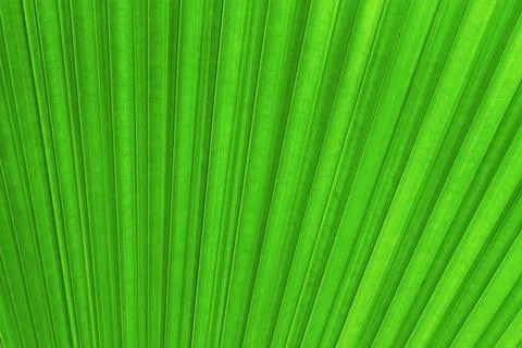 Sugar palm leaf texture, abstract background Stock Photos