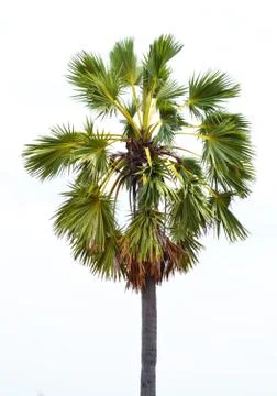Sugar palm Foto stock
