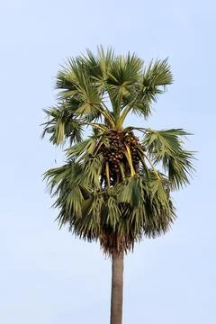 Sugar palm Foto stock