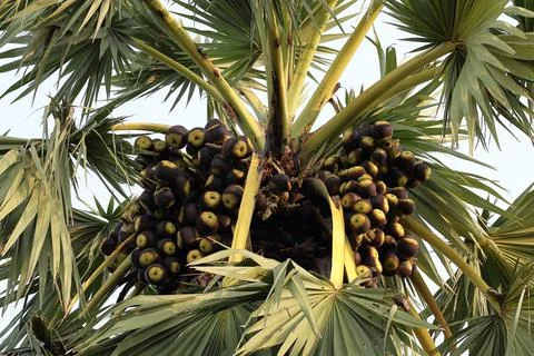 Sugar palm Stock Photos